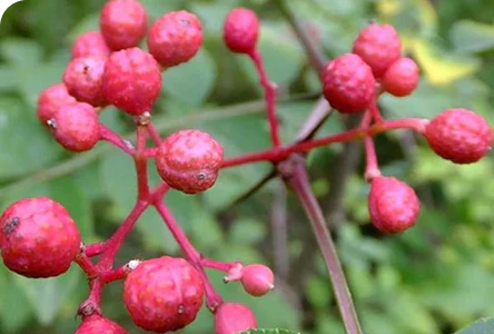 Stacheleschenrinde